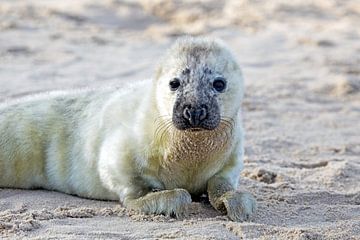 Baby zeehond (grypus halichoerus) ligt op het strand van Eye on You
