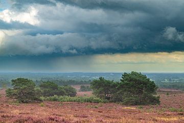 Donkere lucht boven bloeiende heideplanten in heidelandschap d van Sjoerd van der Wal Fotografie