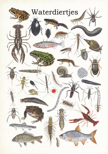 Les animaux aquatiques