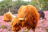 Schotse Hooglanders in een bloeiend heideveld van Sjoerd van der Wal Fotografie thumbnail