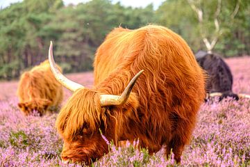 Schotse Hooglanders in een bloeiend heideveld