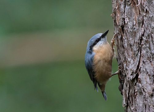 Grimpereau des arbres