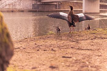 Nile goose with offspring