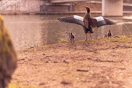 Nile goose with offspring