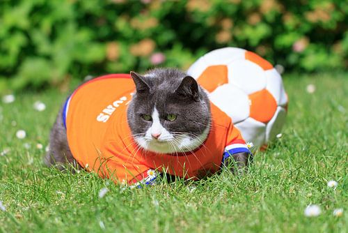 Voetbal poes in de tuin