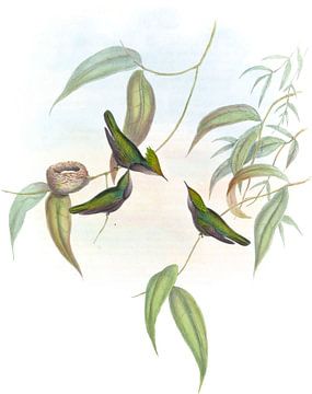 Vergulde crest, John Gould van Hummingbirds
