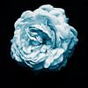 Blauwe Camelia van Walljar