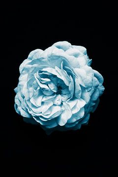 Blauwe Camelia