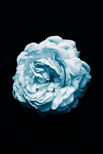 Blauwe Camelia van Walljar