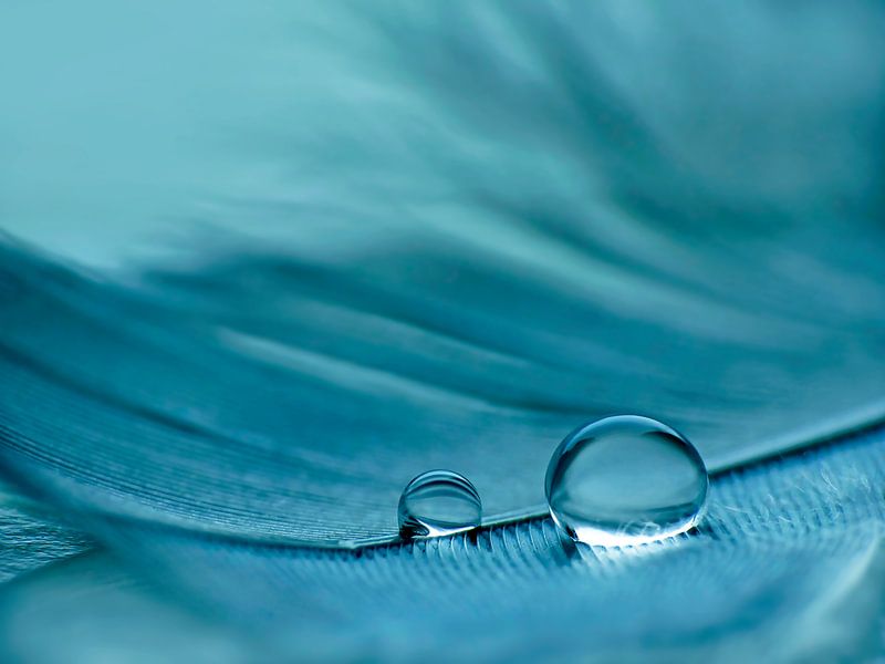 Feder in Blau von Caroline Lichthart
