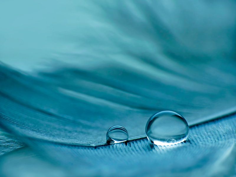 Feather in Blues (Vogelveer in Blauw) van Caroline Lichthart