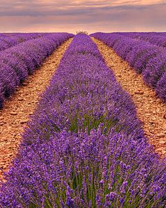 Lavendelfelder in Valensole, Frankreich
