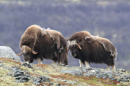 Muskusos in Dovrefjell nationaal park, in de natuurlijke habitat, Noorwegen
