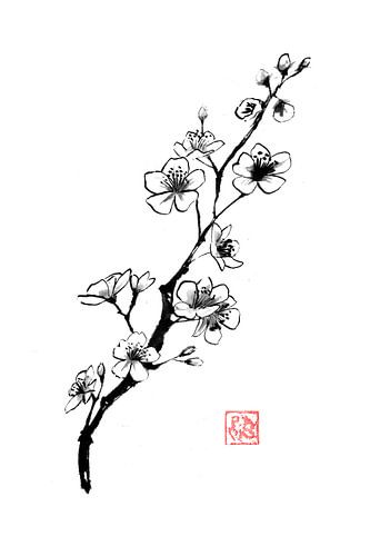 cherry blossom branch