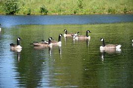 Geese on a pond by Claude Laprise