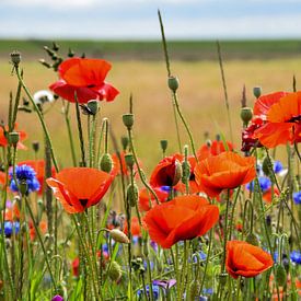 L'été ! sur Nynke de Bruijne