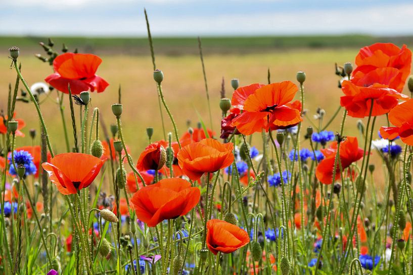 L'été ! par Nynke de Bruijne