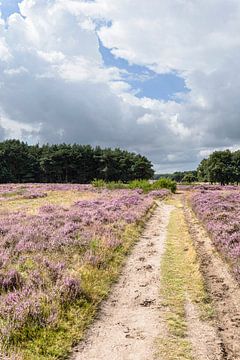 Panoramafoto Westerheide, Laren, Noord Holland, het Gooi, GNR