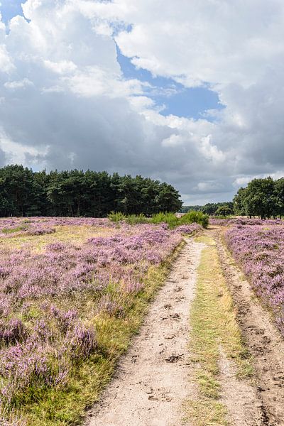 Panoramafoto Westerheide, Laren, Nordholland, von Martin Stevens