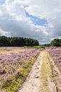 Photo panoramique Westerheide, Laren, Hollande du Nord par Martin Stevens Aperçu