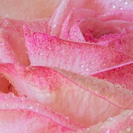 roos met waterdruppels van Corien van der Reest