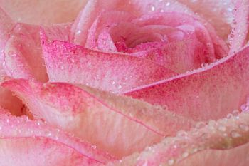 roos met waterdruppels