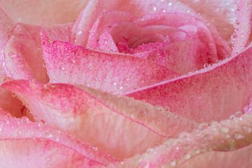 roos met waterdruppels van Corien van der Reest