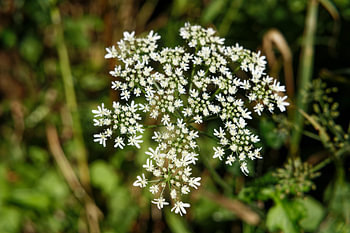 Weiße Bildblume – Bärenklau