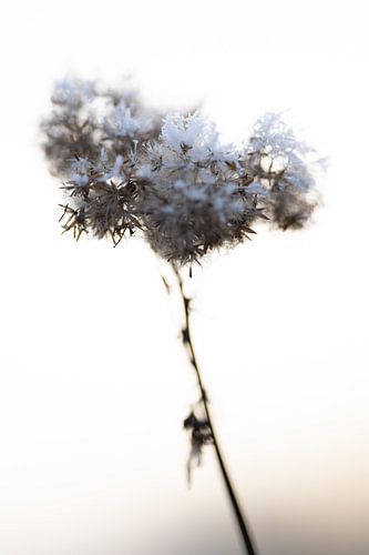 Daucus carota minimalime met vorst in de winter