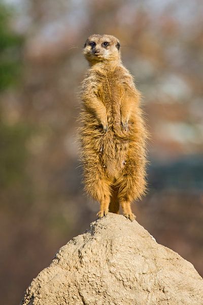Meerkat by Heiko Lehmann