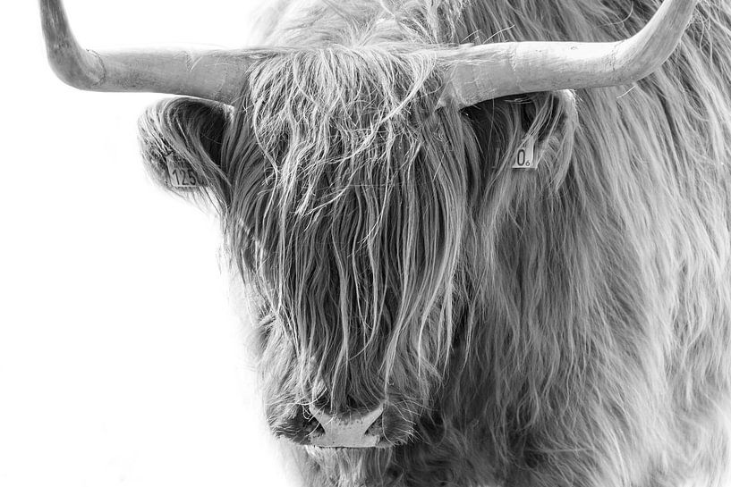 Scottish Highlander by Karel Ton