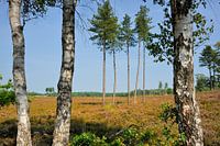 Kelderbos