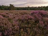 Heideveld in bloei