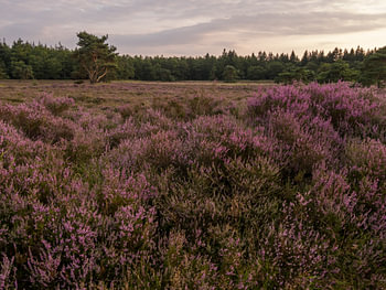 Heideveld in bloei