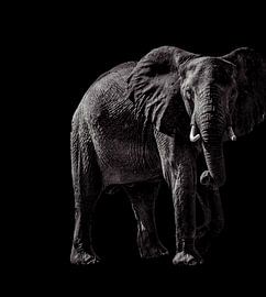 Wild Souls — Éléphant en noir et blanc
