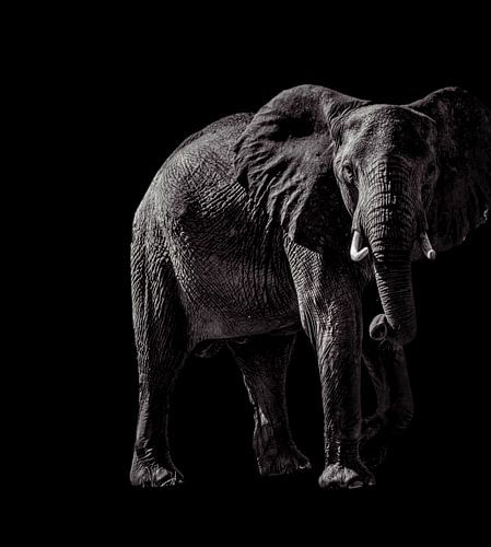 Wild Souls — Olifant in Zwart-Wit