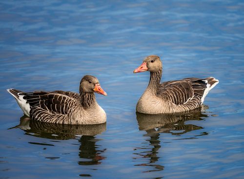 Grauwe ganzen in de Altmühlsee