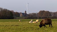 Vaches au château de Waardenburg
