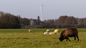 Koeien bij kasteel Waardenburg van Marko | Bestemming Buitenlucht