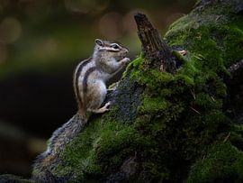 Sibirisches Eichhörnchen von Silvia Thiel