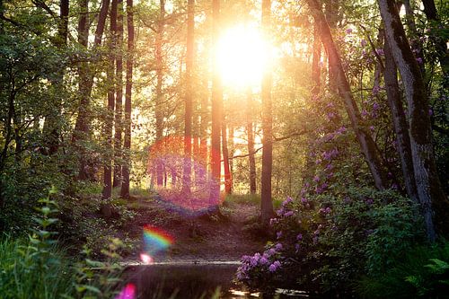 Wald mit Bokeh