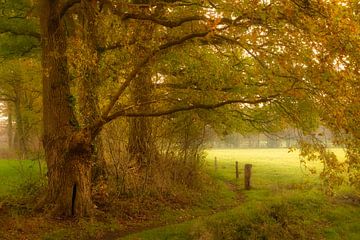 Timber ridge at Baasdam in autumn by Ron Poot