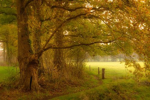Timber ridge at Baasdam in autumn