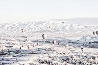 Snow Balloons van Walljar thumbnail