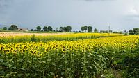 Het zonnebloemenveld