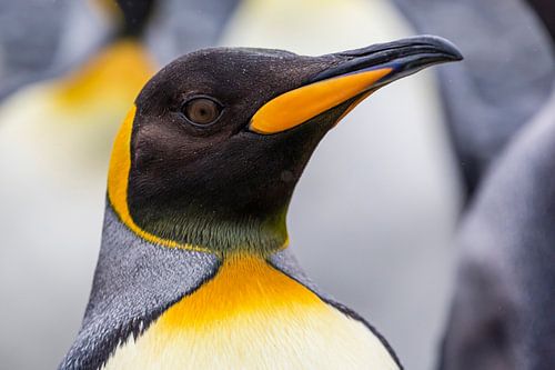 LP 71318957 close up king penguin
