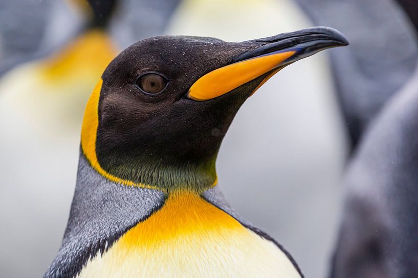 LP 71318957 close up king penguin by BeeldigBeeld Food & Lifestyle