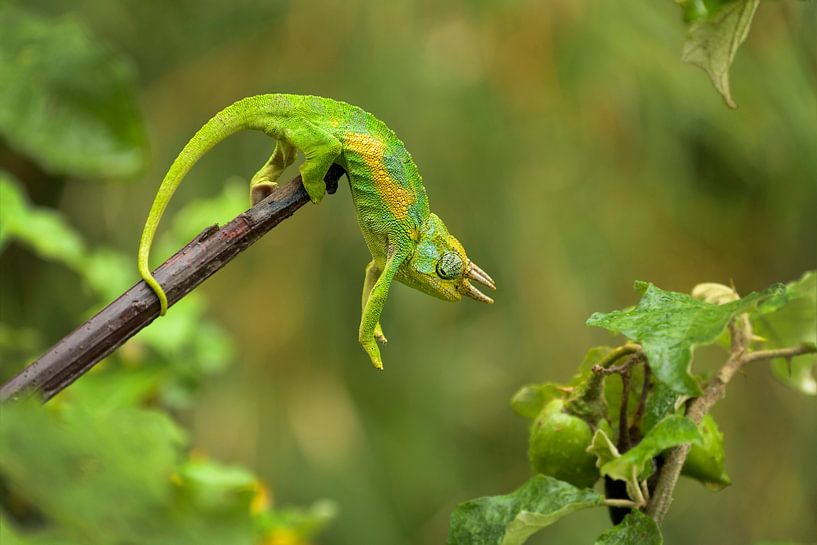 Caméléon à trois cornes par Storms Brigitte