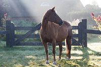 paard in nevelige zomerochtend
