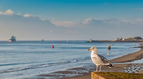 A seagull on the Western Scheldt.